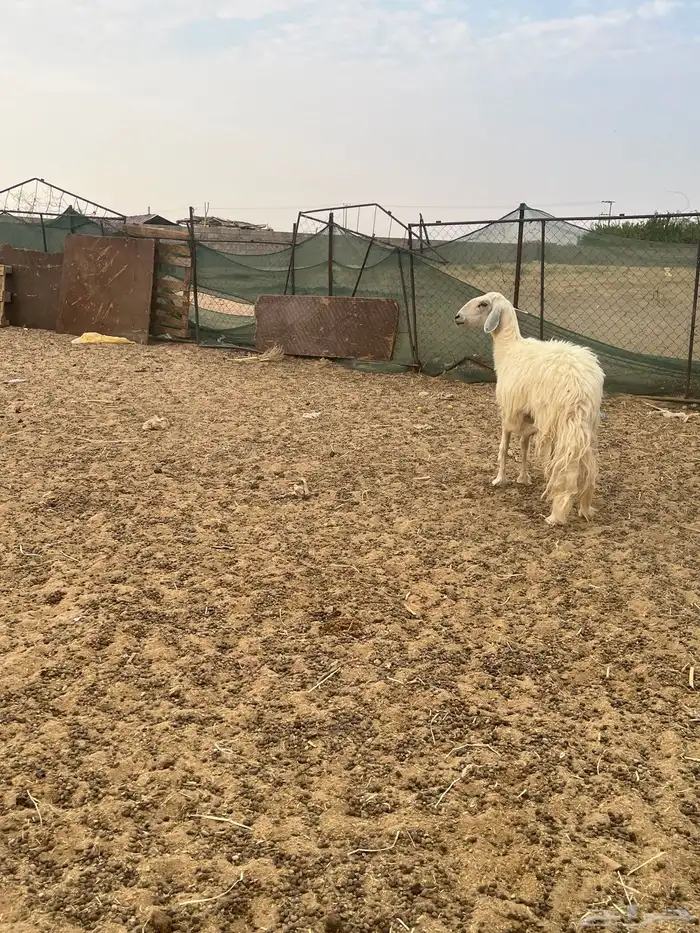 ثلاث غنم سديس كلها ودفيع كلها والبيع جمله وتفريد 3
