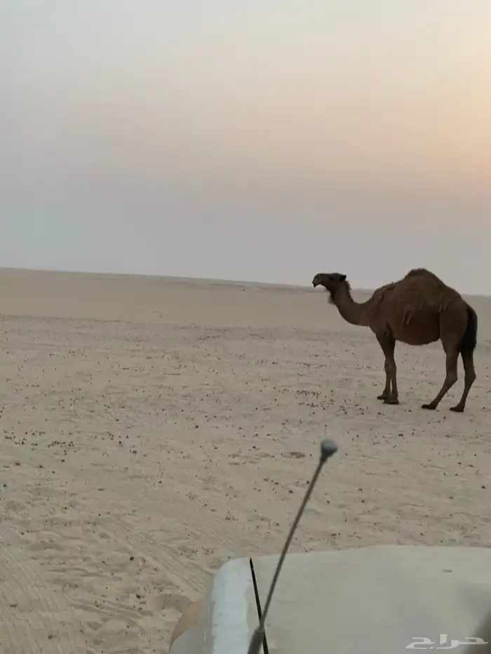 للبيع ابل لقحات 3