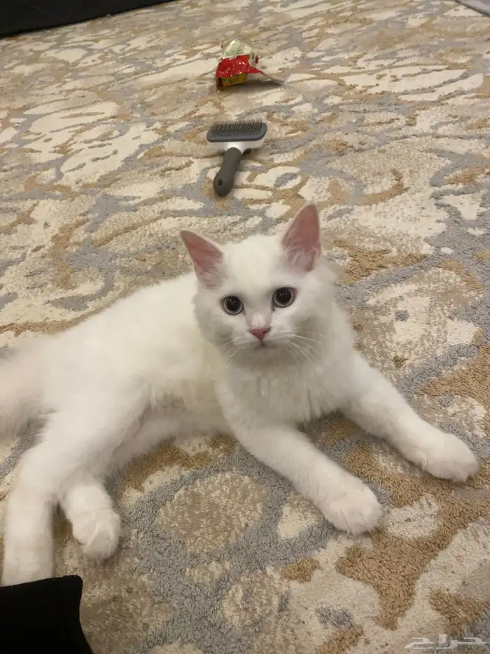 قطوه شيرازي هملايا للبيع مع كامل أغراضها 0