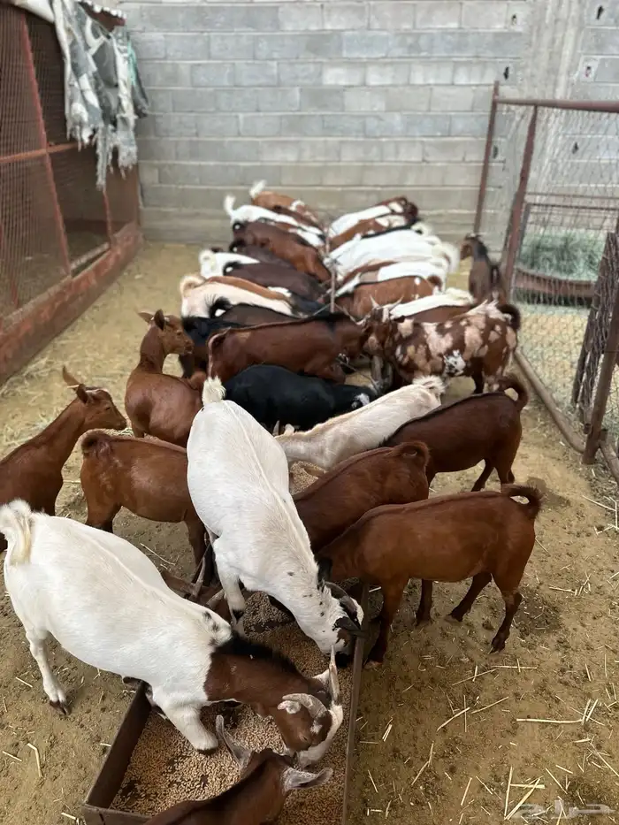 تيوس حص فل شحم 7