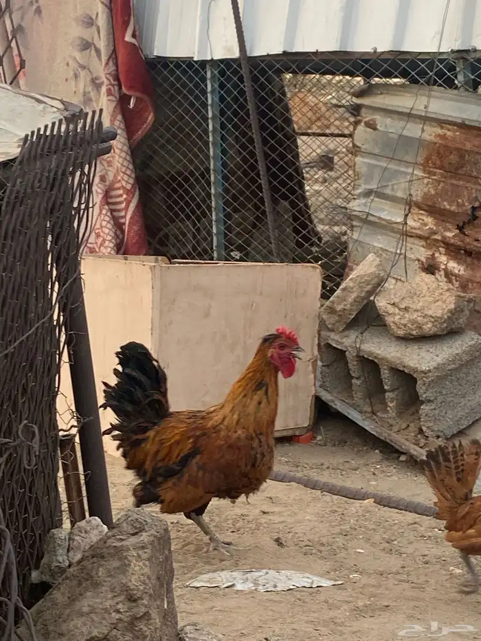 ديك براهما 2