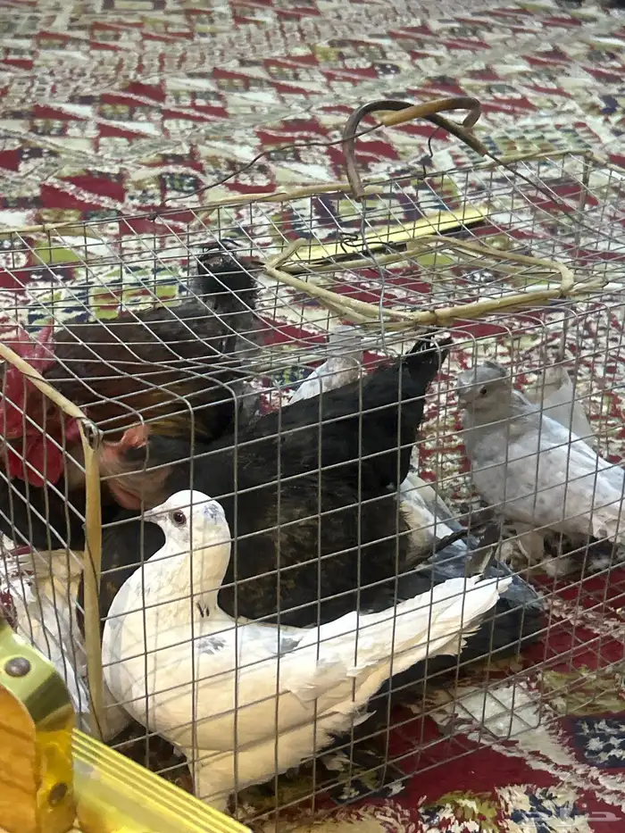 دجاج وا ديك حمام بكستاني وا زاجل وا فرنسي 2