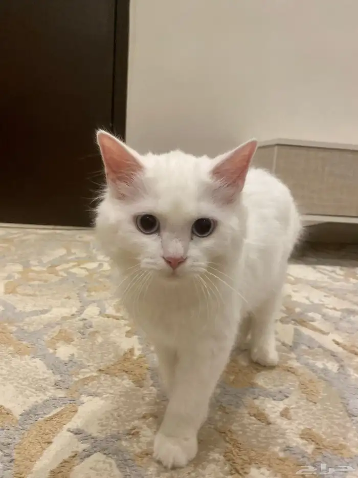 قطوه شيرازي هملايا للبيع مع كامل أغراضها 1