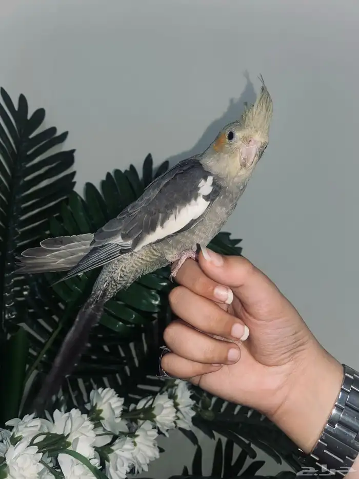 كروان اليف 0