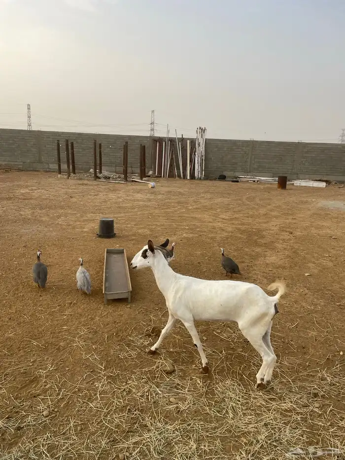 عنز بيشيه للبيع 1