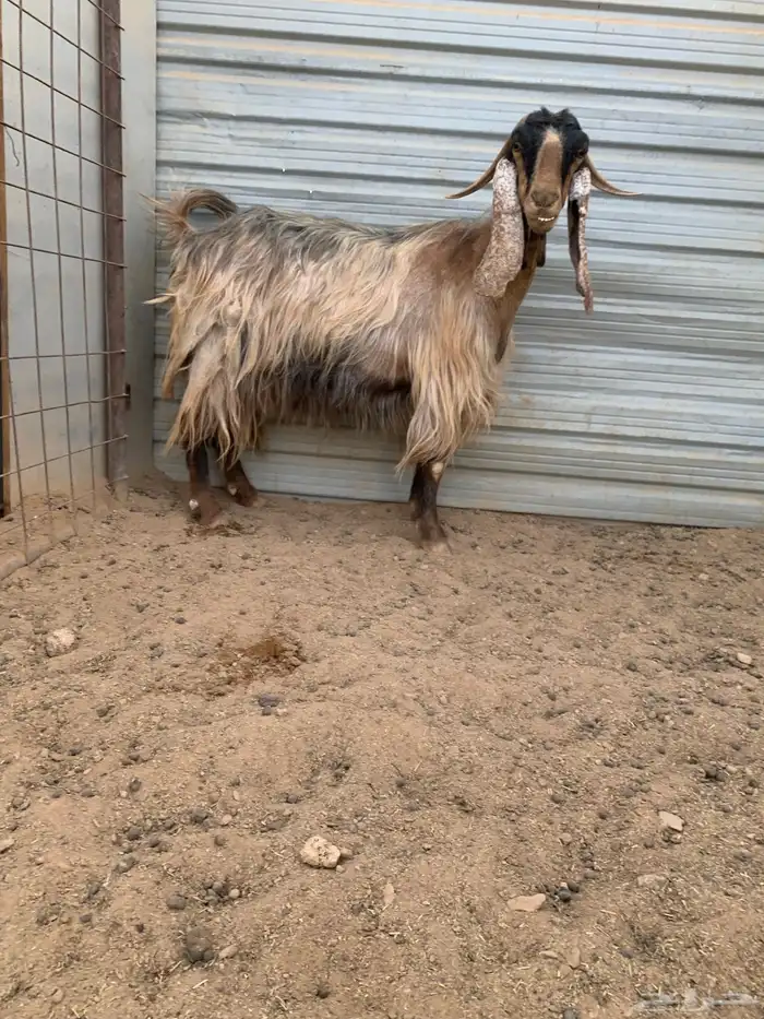 فحل عارضي شرررط 4