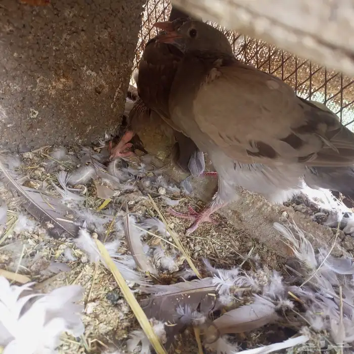 طيور حمام سمان دجاج بط بياض وذبح 1