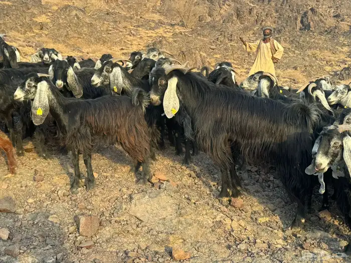 معزاء مراح طيبه 2