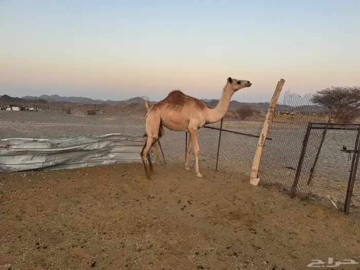 بكره كفو 2