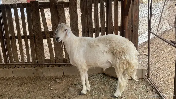 فحل للبيع السن توه رباع مشروط 2