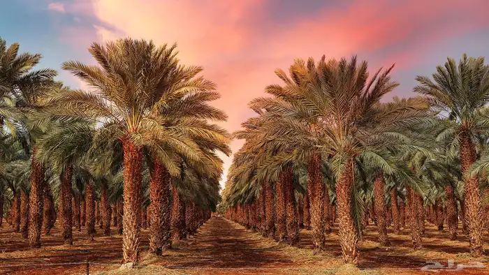 محصول نخل 0