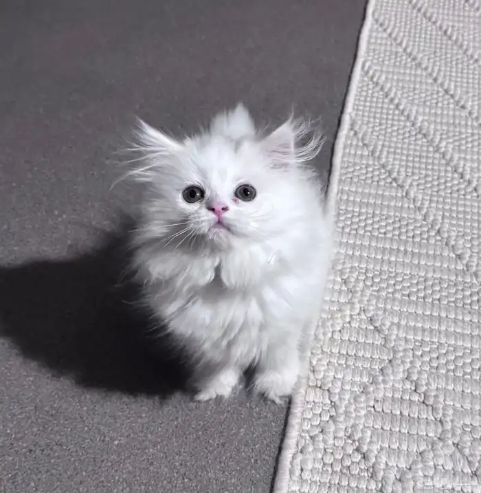 أنثى شيرازيه العمر شهرين ونص 2