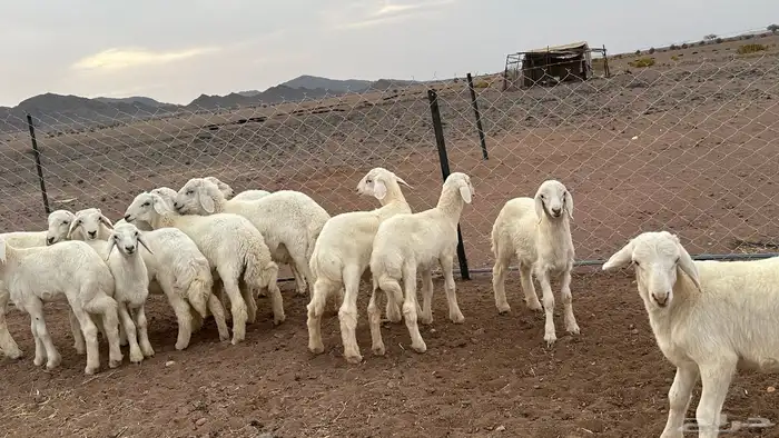 طليان للبيع 2