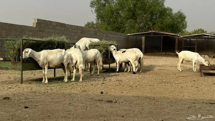 غنم معزا وضان كفو متابيع ودفيع 1