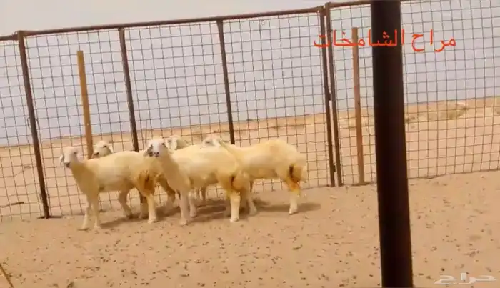 رخال مقاني من مراح الشامخات 1