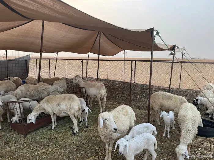ضان للبيع 1