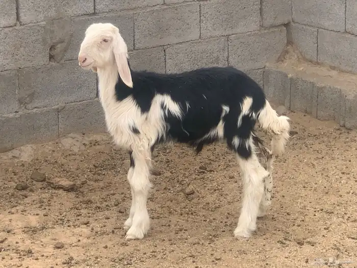 للبيع طليين نجد نظيفه شرط 2