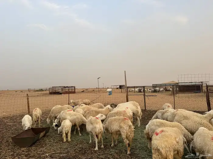 ضان للبيع 9