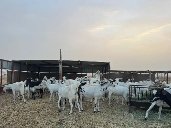 معزا مراح واحد للبيع 1