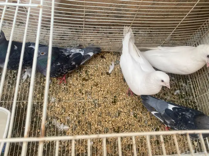 طيور زينه 3