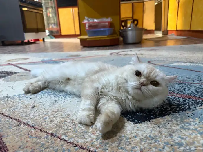 أنثى وذكر للتبني 3