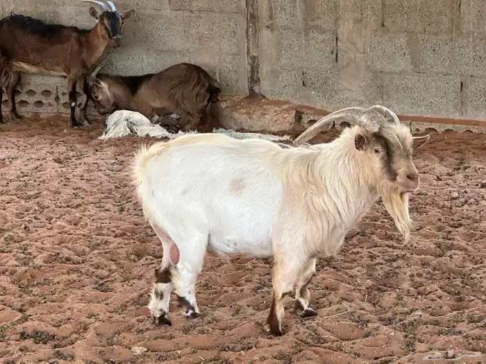 ماعز قزم 3