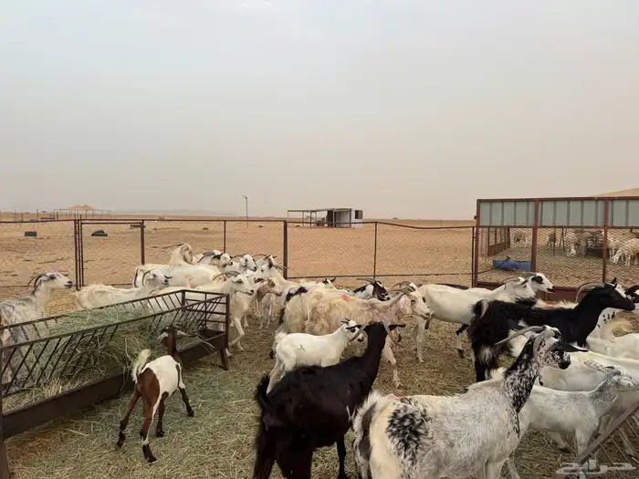 معزا مراح واحد للبيع 3