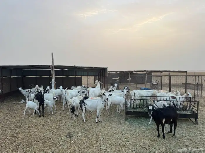معزا مراح واحد للبيع 0