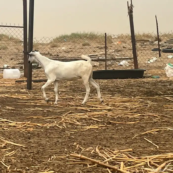 جفرة بيشية 3