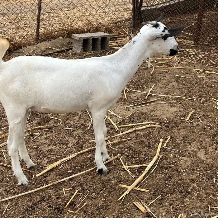 جفرة بيشية 0