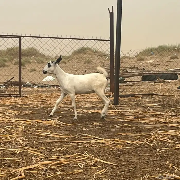 جفرة بيشية 2