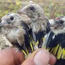 افراخ حسون سوري 0