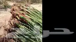 تنسيق حدائق بالقصيم 11