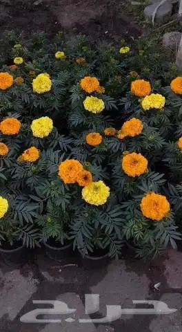 مشتل زراعي متخصص في تنسيق الحدائق 7