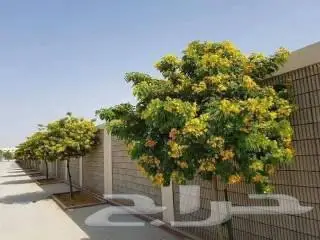 مشتل زراعي متخصص في تنسيق الحدائق 8