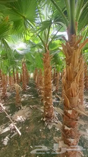 يوجد لدينا نخل واشنطني 5