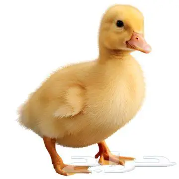 فرخ بط للتبني 0