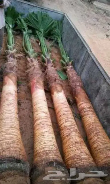 نخل واشنطني زينه واشنطونيا 6