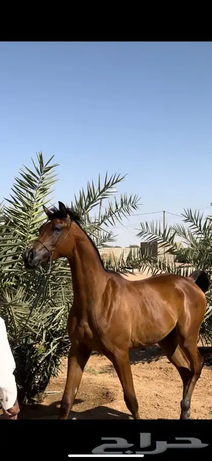 مهر واهو فاخر 3