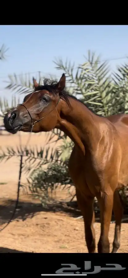 مهر واهو فاخر 1