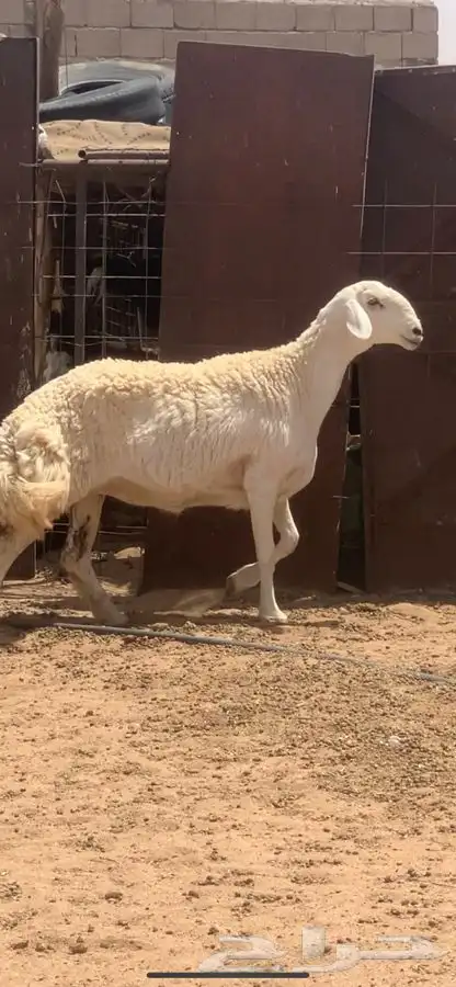 للبيع رخل صنف 0