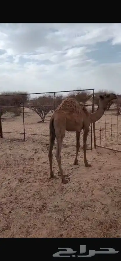 قعود وبكره فل شحم 2