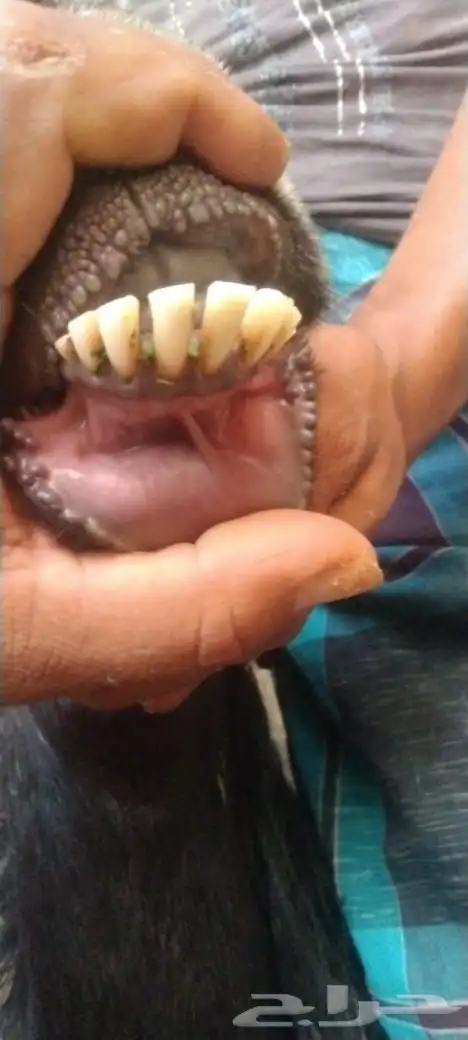 عنز عارضية حايل 3
