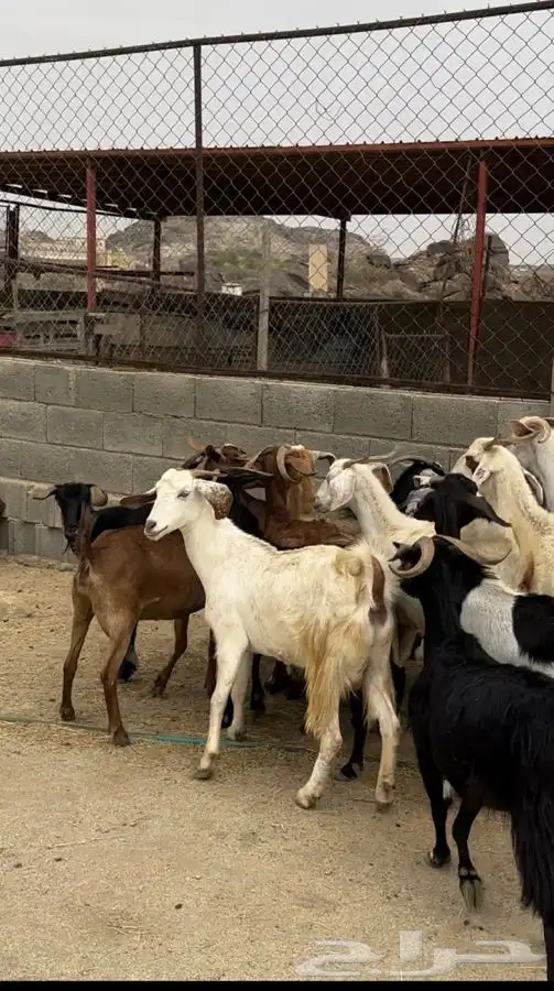 للبيع 15 عنز بفحلها 0