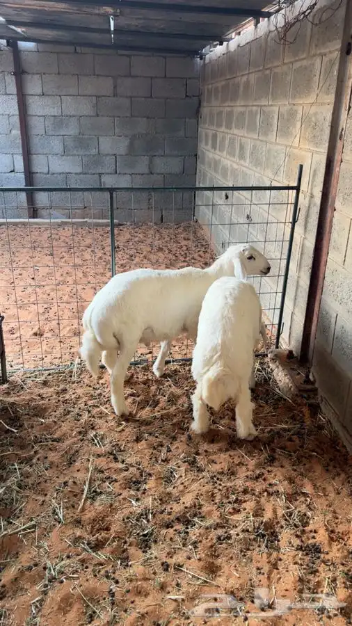 حريات للبيع 2