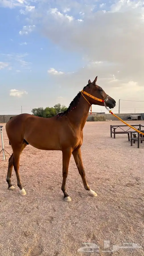 مهر واهو فاخر 0