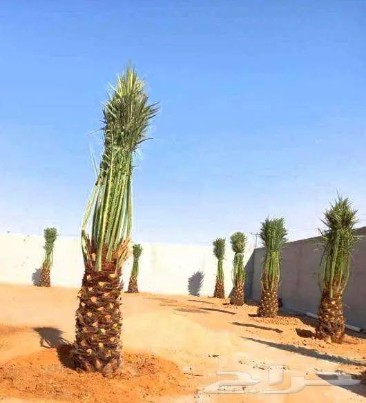 نخل واشنطني نخيل واشنطن 1
