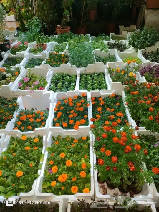 مشتل زراعي متخصص في تنسيق الحدائق 0