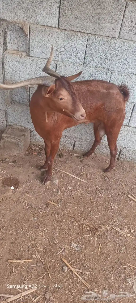 تيس فحل مشروط 1