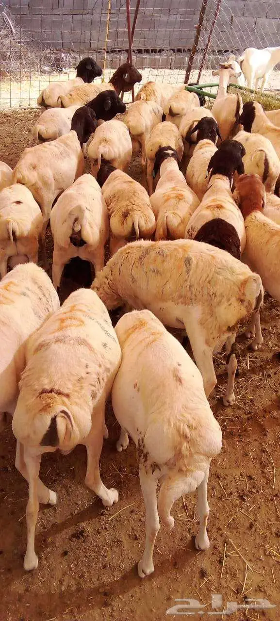 برابر أوزان جبر بأسعار ممتازة 0